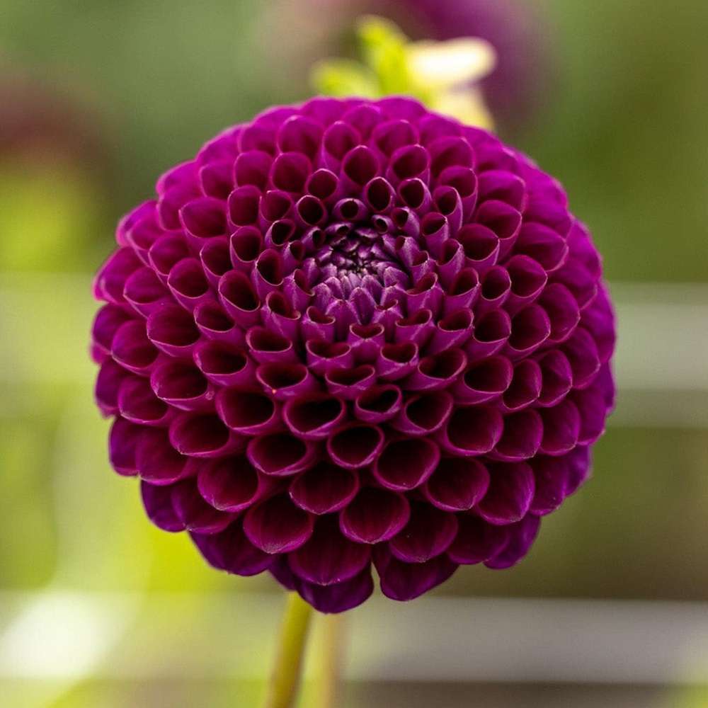 Dahlia 'Downham Royal'